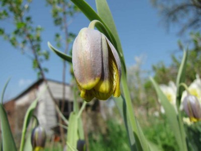 Fritillaria-uva-vulpis-2.JPG