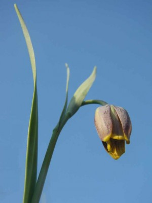 Fritillaria-uva-vulpis.JPG