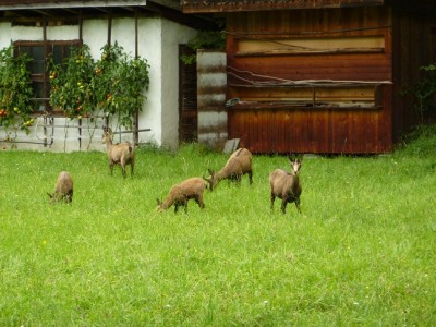 Gämsen im Inntal.jpg