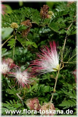 calliandra_surinamensis4_-_191006.jpg