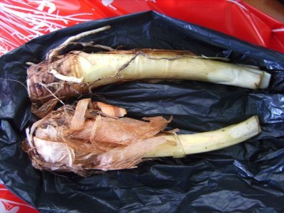 Agapanthuss3.JPG