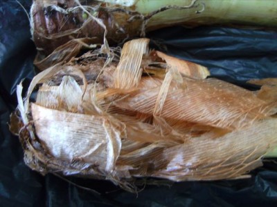 Agapanthus1.JPG