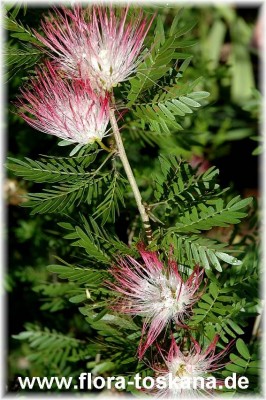calliandra_surinamensis_2_-_191006.jpg