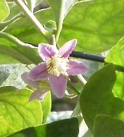 Bild 299-crop.jpg