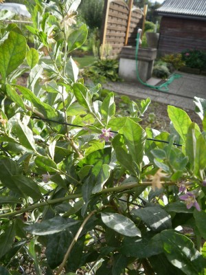 Bild 299.jpg