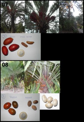 Palme 7+8.jpg