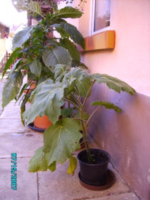 Garten 001.jpg