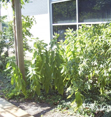 DCP_5855 - c.JPG
