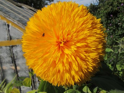 Sonnenblume.JPG