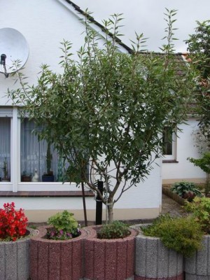 Meine Bilder 1276a.jpg