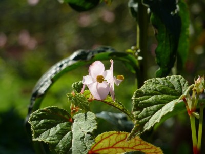Begonia grandis.jpg