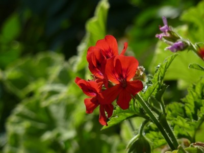 Pelargonium.jpg