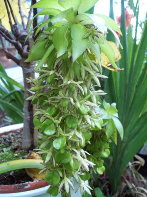 Eucomis.jpg