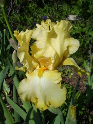 Divine Light 1.JPG