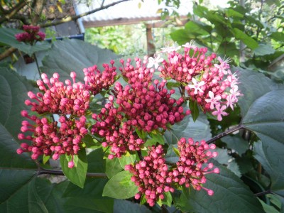 Bild 340.jpg