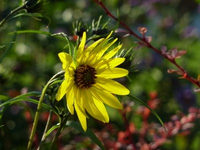 Helianthus salicifolia.jpg