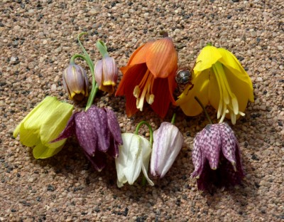 Fritillaria_Sammlung1.jpg