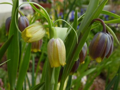 Fritillaria_uva_vulpis_gelbe_form1(1).jpg