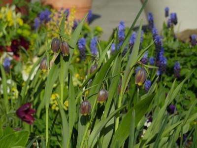 Fritillaria_uva_vulpis_Muscari1.jpg