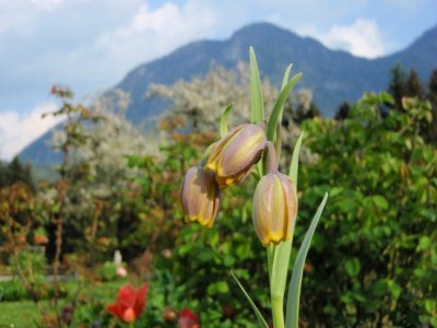 Fritillaria_uva_vulpis1.jpg