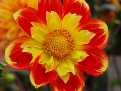 Halskrausen Dahlie Pooh.JPG