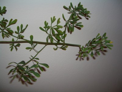 CIMG0070.JPG