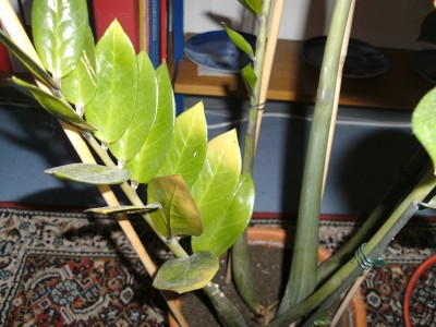 BILD0001.JPG