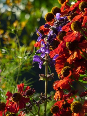 blauer Wiesensalbei.jpg