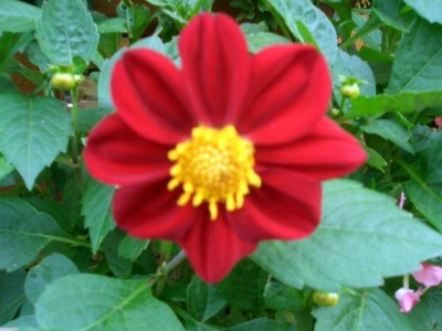 Dahlien.JPG