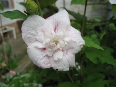 Hibi China Chiffon.JPG