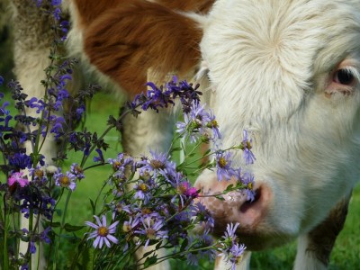 Kälbchen mit Salvia pratensis.jpg