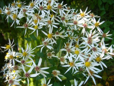 A_divaricatus.jpg