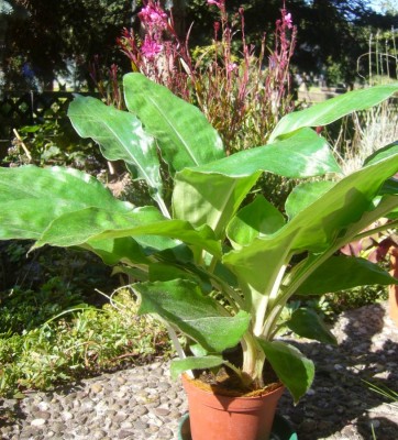 Palisota_schweinfurthii2.jpg