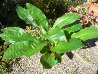 Palisota_schweinfurthii.jpg