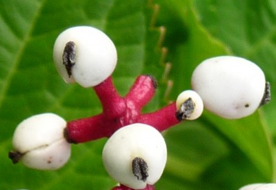 Kopie von P1020395.JPG