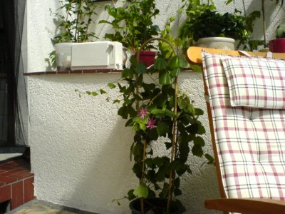 versch. Passis 035.jpg
