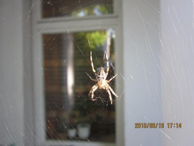 kreuzspinne-2010.jpg
