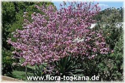 bauhinia_purpurea_5_-__151005.jpg