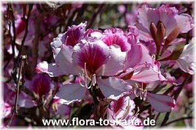 bauhinia_purpurea_1_-__151005.jpg