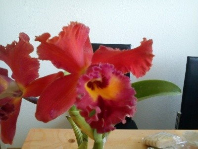 cattleya1 klein.jpg