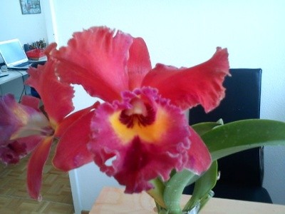 cattleya klein.jpg