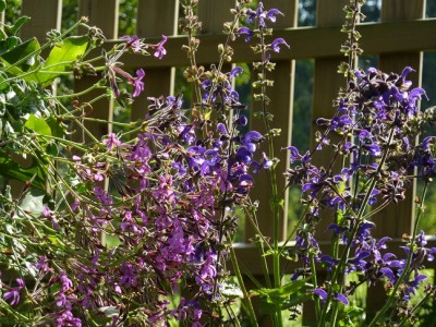 Pelargonium reniforme.jpg