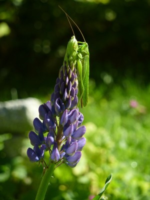 Heupferd an Lupine.jpg