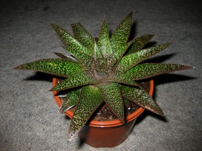 aloe.jpg