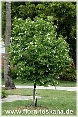 bauhinia_tomentosa_alba_ganz_1_-_071106.jpg