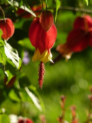 Abutilon megapotamicum.jpg