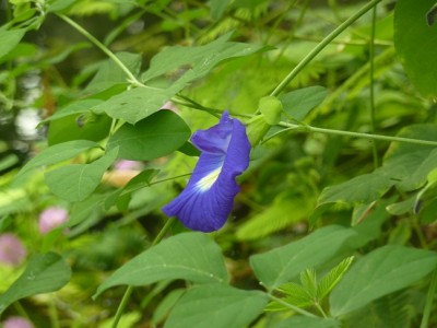 Clitoria.jpg