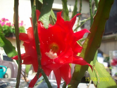 kanne55 009.jpg