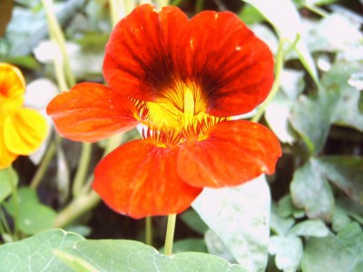 image50.jpg