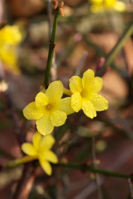 2222-Winterjasmin.jpg